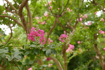 Fototapeta premium Vibrant pink crape myrtle blossoms blooming in a green summer forest