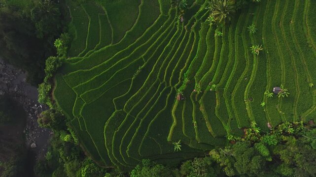 Aerial view of the lush green Cisalada Rice Terrace with traditional huts and tropical trees in the landscape of Pamijahan, West Java, Indonesia.