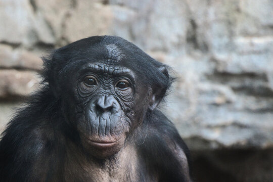 Portr&auml;t eines Bonobos mit aufmerksamem Blick in Frontalansicht