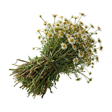 Freshly harvested stack of Matricaria chamomilla stems cut out on a transparent background