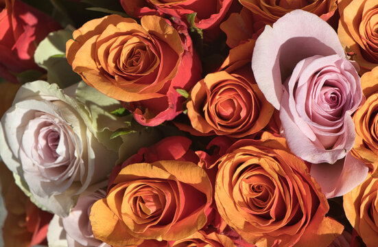 Anordnung bl&uuml;hender Rosen in warmen Orange-, Apricot- und Rosat&ouml;nen in einer Nahaufnahme von oben