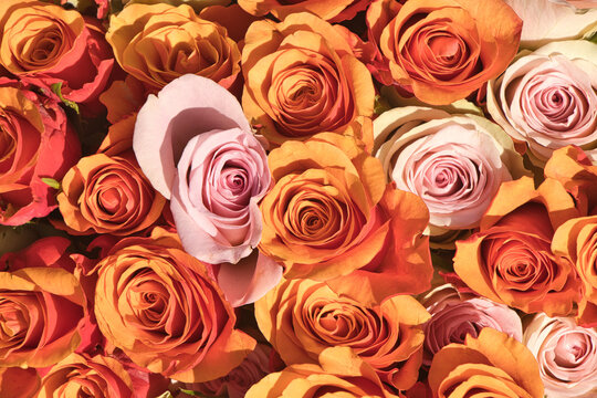 Anordnung bl&uuml;hender Rosen in warmen Orange-, Apricot- und Rosat&ouml;nen in einer Nahaufnahme von oben