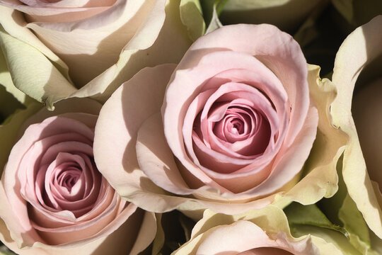 Zartrosa und cremefarbene Rosen in eleganter Nahaufnahme von oben