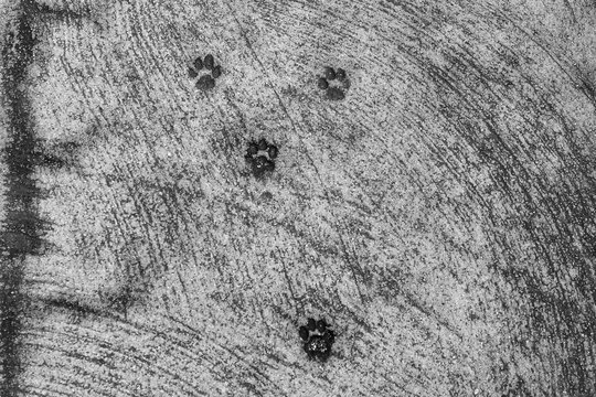 Black and white texture of cat paw prints impressed on a rough weathered concrete sidewalk surface, top view
