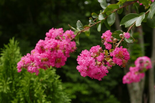Bright pink crape myrtle blossoms in full bloom