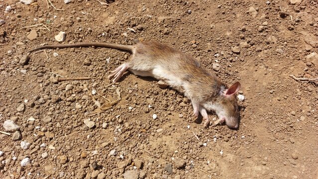 A lifeless common rat lies on arid, dusty terrain under the bright sun, a somber scene reflecting natural consequences in the wild, captured on a specific date