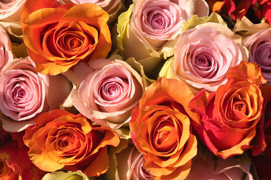 Anordnung bl&uuml;hender Rosen in warmen Orange-, Apricot- und Rosat&ouml;nen in einer Nahaufnahme von oben