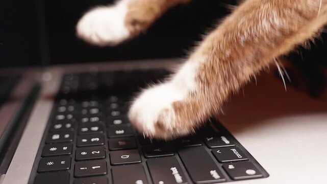 Cat Paws Press Laptop Keyboard in Close Up, Playful Pet Technology and Digital Lifestyle