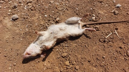 A deceased rodent lies on its back on the dry, dusty ground, its tail extended and its pale...