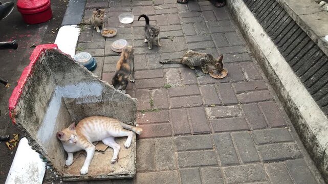 Group of stray cats eating food on a paved sidewalk in the city.