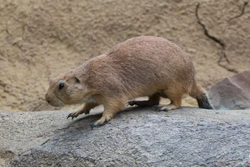 Black-tailed prairie dog  © John Hofboer