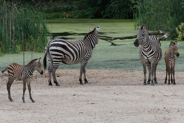 Obraz premium Zebra,
