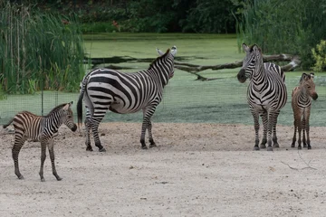 Zebra, © John Hofboer