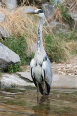 Heron © John Hofboer