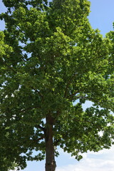 Fototapeta premium Large green tree stands against a blue sky in a park during the daytime
