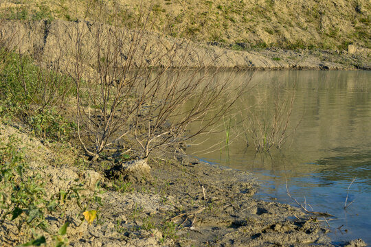 Dead Shrubs on Muddy Shoreline of Arid Reservoir copy space