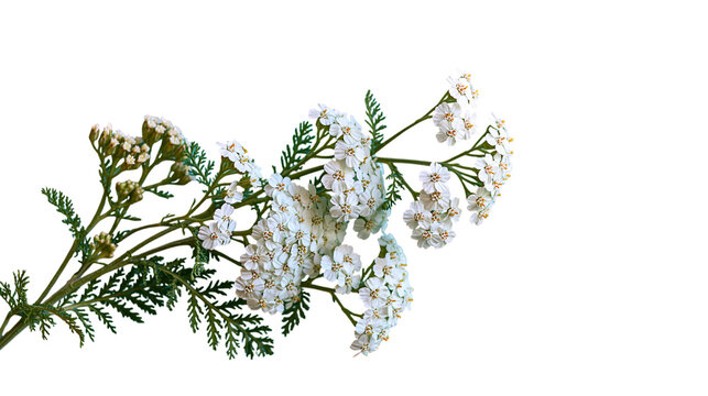 White tiny flowers buds blooming with green leaves isolated on transparent background PNG element