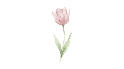 Obraz premium Watercolor Illustration of a Single Dusty Rose Tulip on White Background