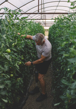 Amputee farmer bending down to inspect growing unripe tomato plants in greenhouse