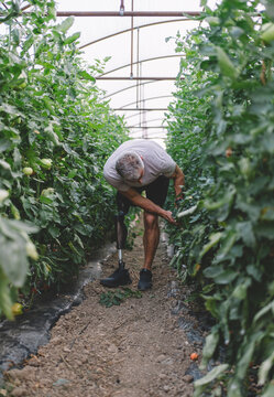 Farmer with a prosthetic leg bending down to inspect growing unripe tomato plants in greenhouse
