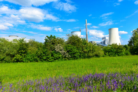Blick vom Mainufer in Hainstadt Hainburg &uuml;ber eine lila bl&uuml;hende Wiese auf das Kraftwerk Staudinger, Hessen
