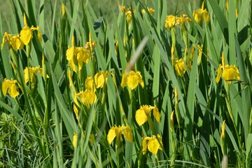Gelbe Schwertlilie, Sumpf-Schwertlilie,  Iris pseudacorus, blühende Pflanzen, Feuchtgebiet,  Feldrand © Peter Oetelshofen