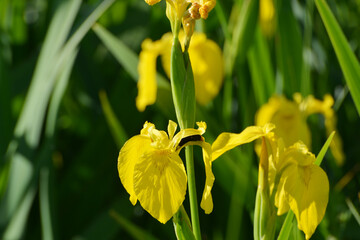 Gelbe Schwertlilie, Sumpf-Schwertlilie,  Iris pseudacorus, blühende Pflanze,  Teilansicht © Peter Oetelshofen