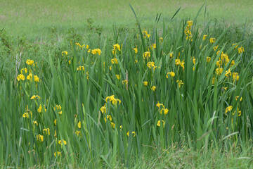 Gelbe Schwertlilie, Sumpf-Schwertlilie,  Iris pseudacorus, blühende Pflanzen, Feuchtgebiet,  Feldrand © Peter Oetelshofen