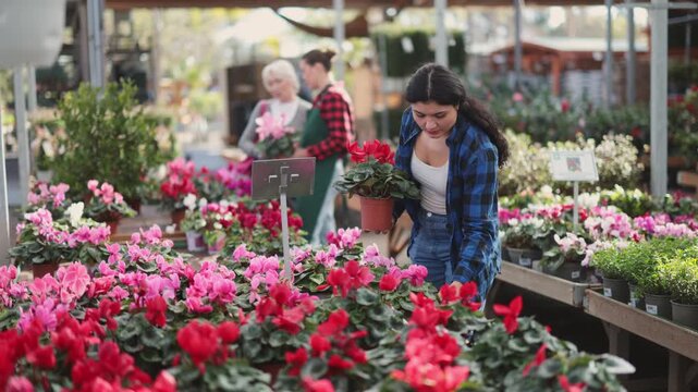 Young woman buyer chooses cyclamen in pot in flower shop