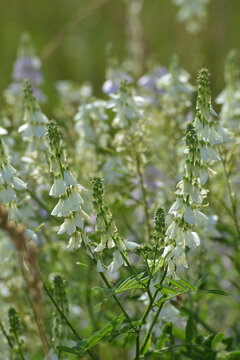Gei&szlig;raute, Echte Gei&szlig;raute, Galega officinalis, bl&uuml;hende  Einzelpflanze, Teilansicht