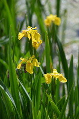 Gelbe Schwertlilie, Sumpf-Schwertlilie,  Iris pseudacorus, blühende Pflanzen am Gewässerrand © Peter Oetelshofen