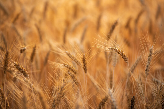 Dry barley golden field pasture farmland. Ripe barleys on evening sunset. Barley wheat agriculture field ingredient for bread grain cultivated in produce agricultural. cultivated natural farmland
