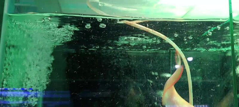 Young salmon colored arowana swimming aerated freshwater aquarium greenery