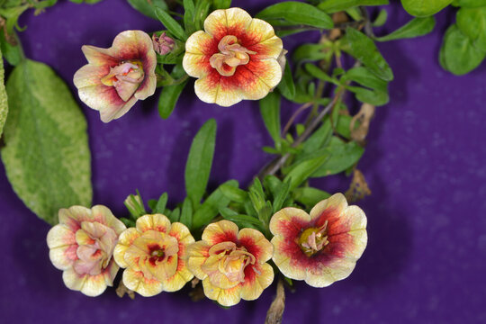 Zaubergl&ouml;ckchen, Zaubergl&ouml;ckchen, Calibrachoa, cultigen