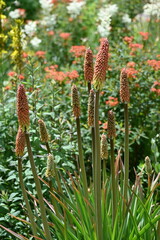 Schopf-Fackellilie,  Kniphofia Alcarzar © Peter Oetelshofen