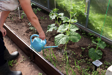 A woman waters tied cucumber plants in a greenhouse on a sunny summer day - horizontal color photo, close-up, female hands © Iuliia Koroleva