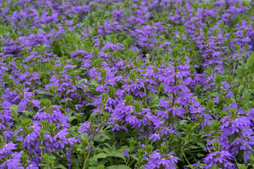 Obraz premium Blaue Fächerblume, Scaevola aemula