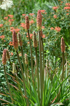 Schopf-Fackellilie,  Kniphofia Alcarzar