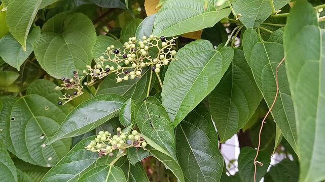 Premna corymbosa Singkil Fruit Clusters on Green Foliage