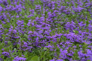 Obraz premium Blaue Fächerblume, Scaevola aemula