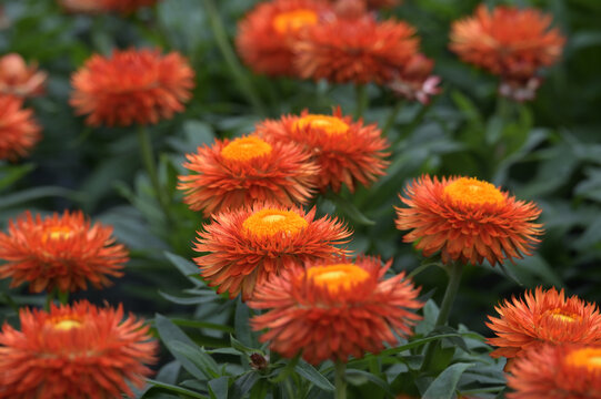 Garten-Strohblume,  Xerochrysum bracteatum,  Orange