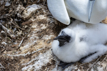 Quebec, Canada, 15 July 2026 : A fluffy white gannet chick rests next to an adult gannet on a rocky nest. © Henry Saint John