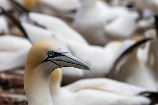 Quebec, Canada, 15 July 2026 : A Northern Gannet stands among other birds in a colony, showcasing its distinctive head and blue eye.