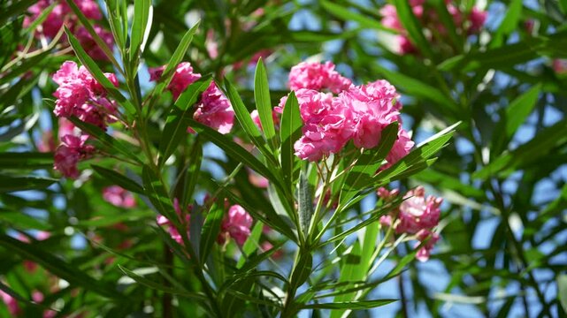 An oleander swaying in the summer breeze