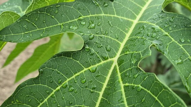 Fresh Raindrops Water Drops On Green Papaya Leaf Surface Close Up Macro View