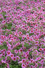 Fototapeta premium Zauberglöckchen, Calibrachoa x Hybrida, Rave, Pink Barbados