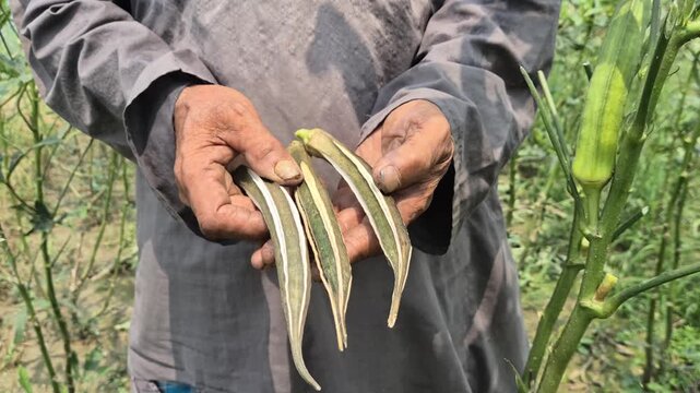 Farmer Standing In Field Holding Dried Okra Seed Pods For Harvest Organic Seeds