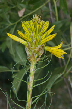 Gelbe Affodill,  Asphodeline lutea,  bl&uuml;hende Einzelpflanze
