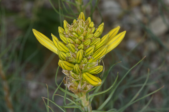 Gelbe Affodill,  Asphodeline lutea,  bl&uuml;hende Einzelpflanze