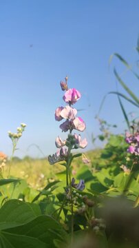 Beautiful flowers of kacang poro blooming naturally, showcasing delicate blossoms and lush green foliage of a tropical leguminous plant.